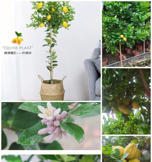 探寻妄想山海柠檬树的神秘之处（从游戏中了解柠檬树的地理分布及特点）