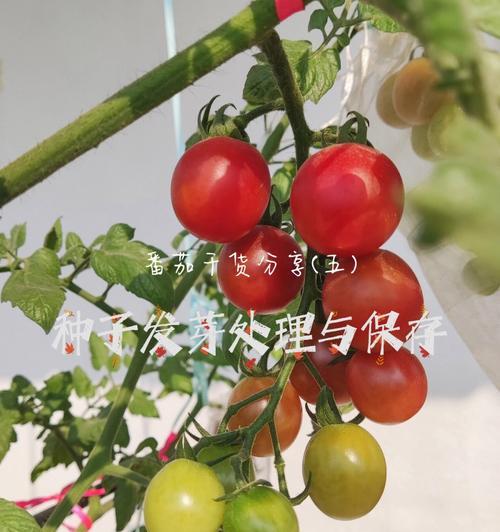 《以小森生活》番茄种子获取攻略（轻松种植番茄打造丰收庭院）