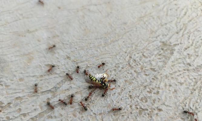 如何在挨饿荒野中触发蜜蜂剧情？获取蜜蜂的技巧有哪些？