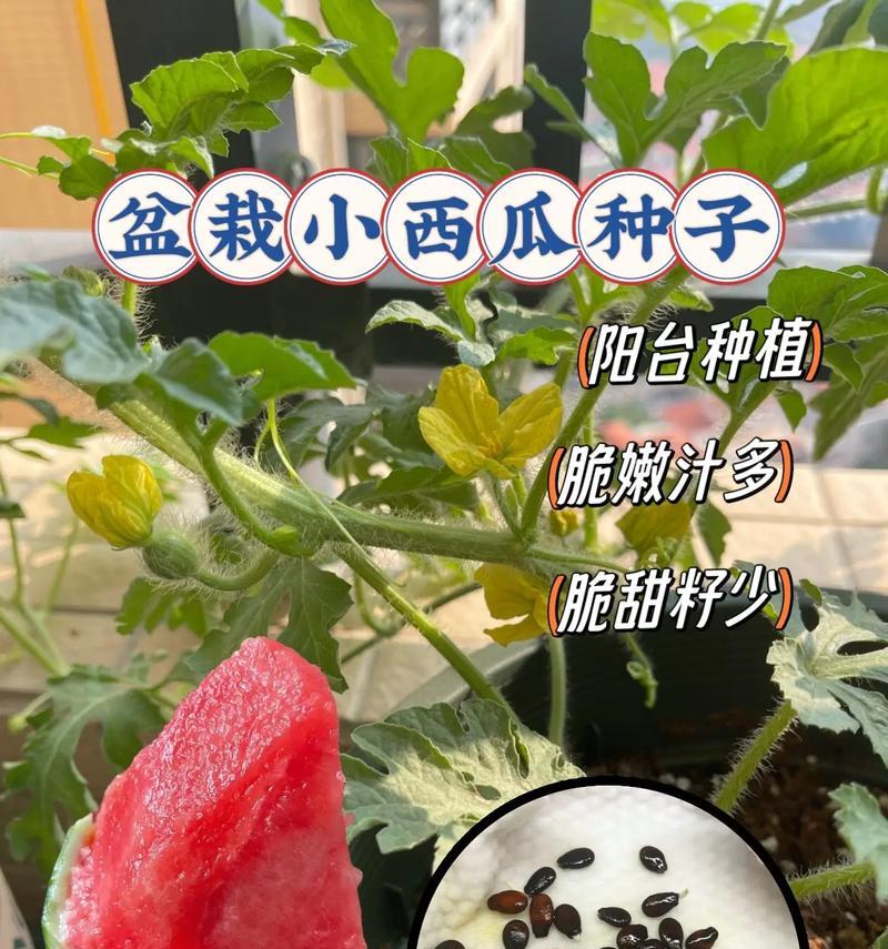 迷你世界西瓜种子获取方法是什么？种植西瓜的技巧有哪些？