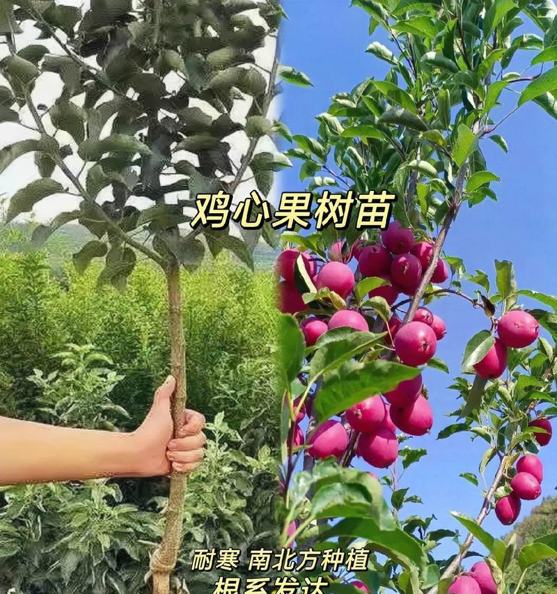 迷你世界中果树如何种植？有哪些种植果树的技巧？